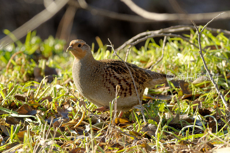 灰鹧鸪(Perdix Perdix)